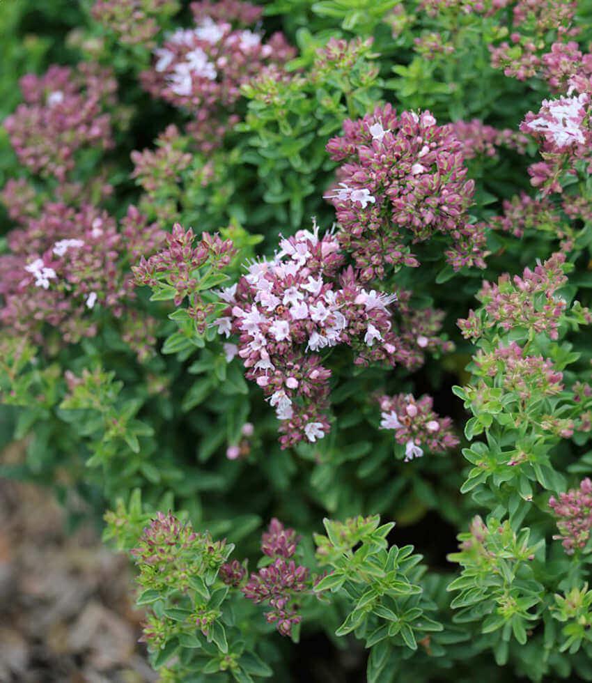 Origanum vulgare - Oregano 'Compacta Nana' Annie's Annuals Annie's Annuals and Perennials