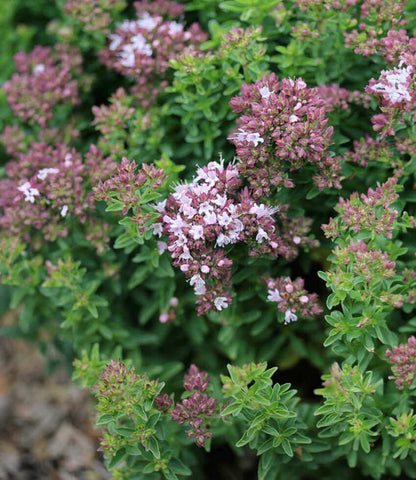 Origanum vulgare - Oregano 'Compacta Nana' Annie's Annuals Annie's Annuals and Perennials