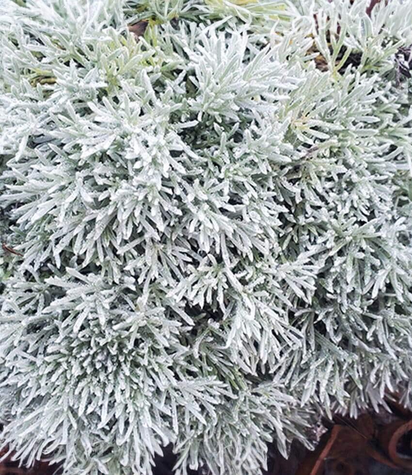 Artemisia pycnocephala - David's Choice Annie's Annuals Annie's Annuals and Perennials