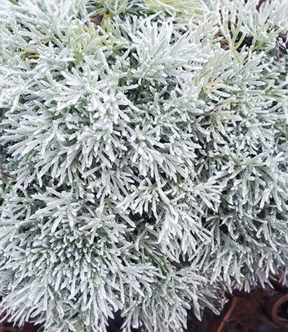 Artemisia pycnocephala - David's Choice Annie's Annuals Annie's Annuals and Perennials
