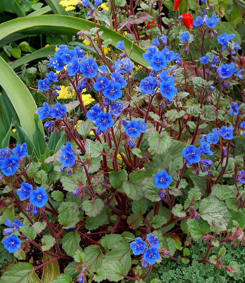 Phacelia campanularia - Desert Canterbury Bells Annie's Annuals Annie's Annuals and Perennials