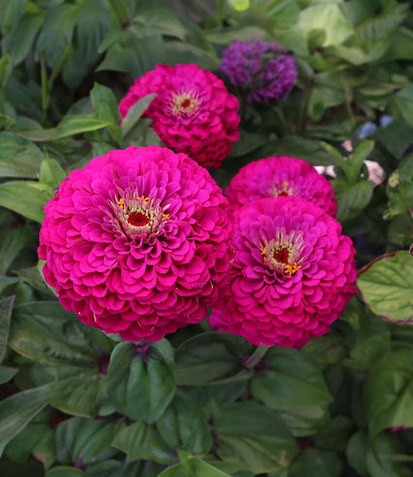 Zinnia elegans - Benary's Giant Wine Annie's Annuals Annie's Annuals and Perennials