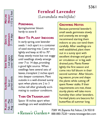 Renee's Garden Lavender Fernleaf - Grow Organic Vegetable Seeds Annie's Annuals and Perennials