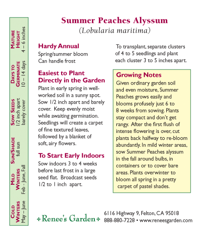 Summer Peaches Honey-Scented Alyssum Seeds Flower Seeds Renee's Garden and Perennials