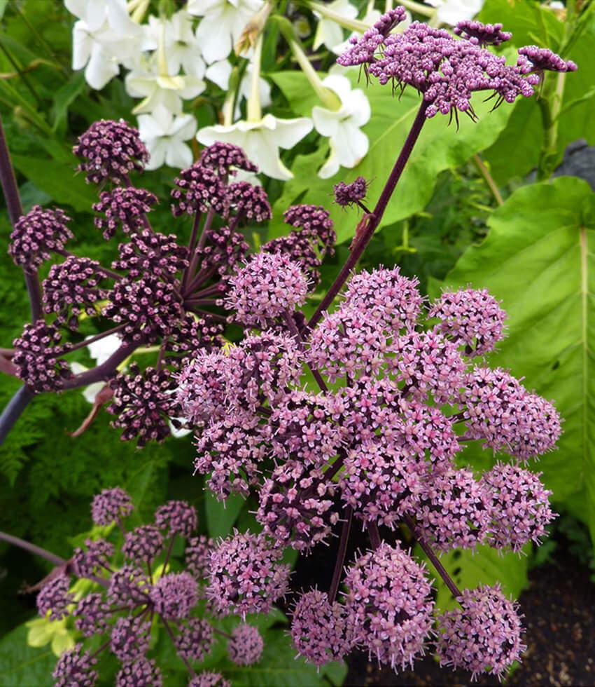 Angelica stricta purpurea Annie's Annuals Annie's Annuals and Perennials