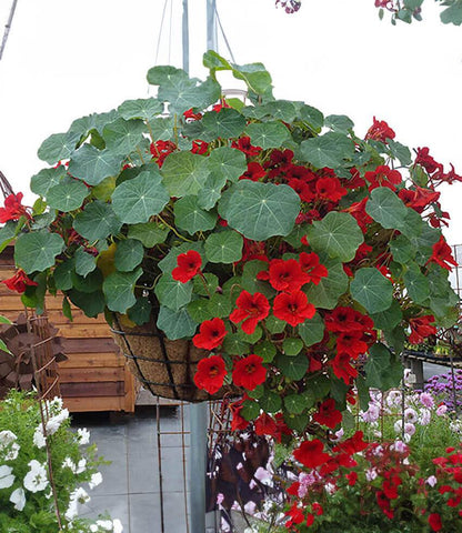 Nasturtium - Empress of India Annie's Annuals Annie's Annuals and Perennials