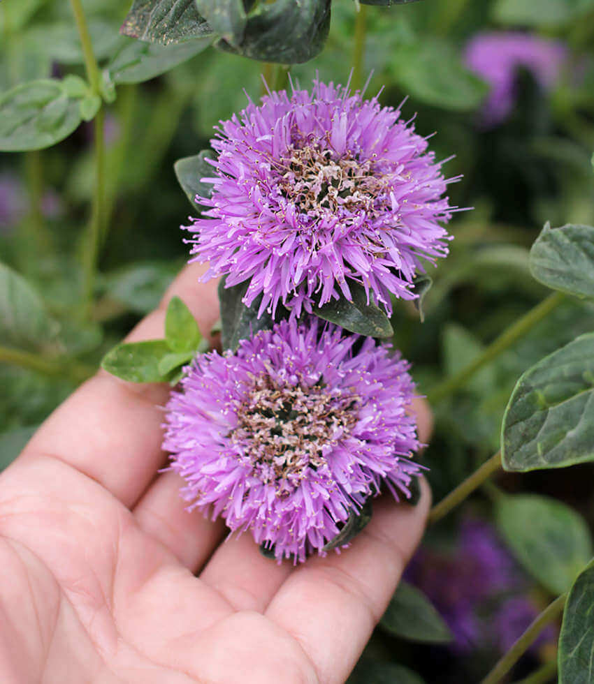 Monardella villosa - Russian River Annie's Annuals Annie's Annuals and Perennials