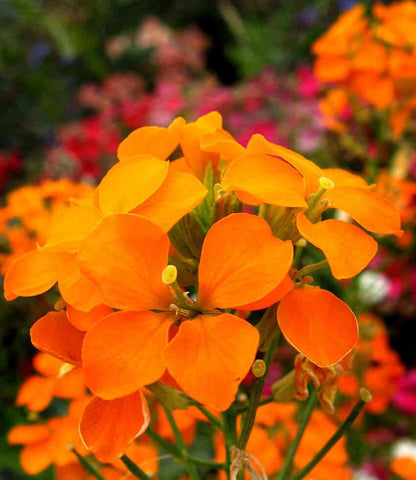 Erysimum x allionii - Siberian Wallflower Annie's Annuals Annie's Annuals and Perennials