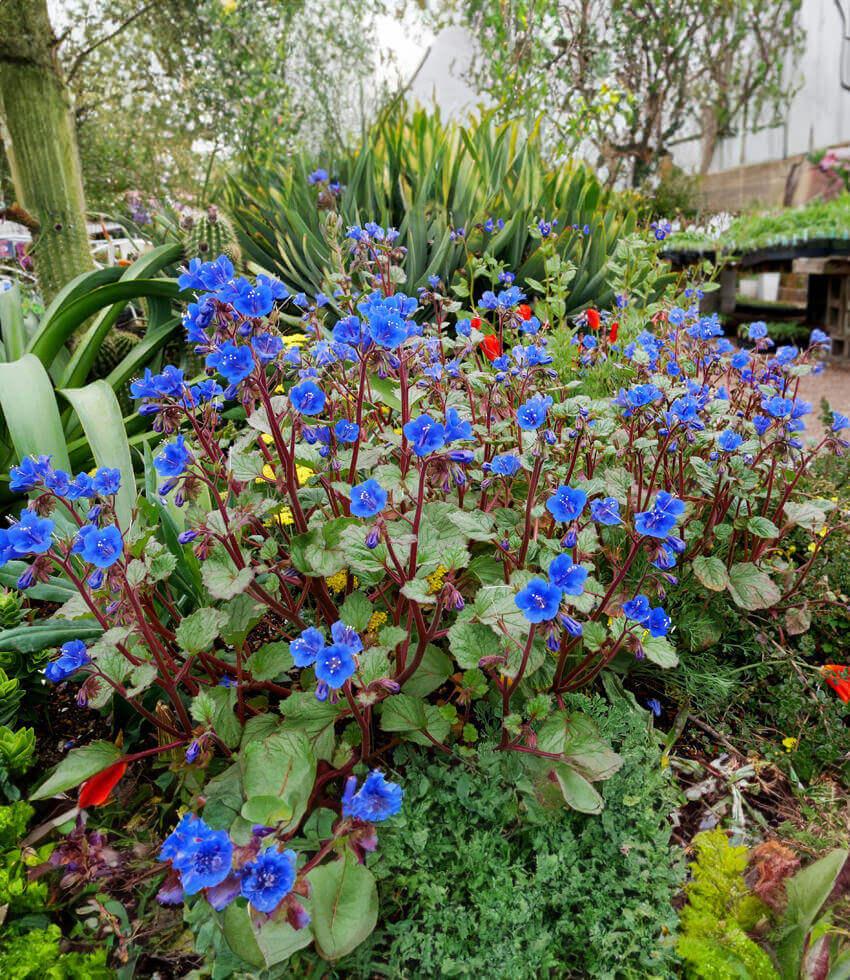 Phacelia campanularia - Desert Canterbury Bells Annie's Annuals Annie's Annuals and Perennials