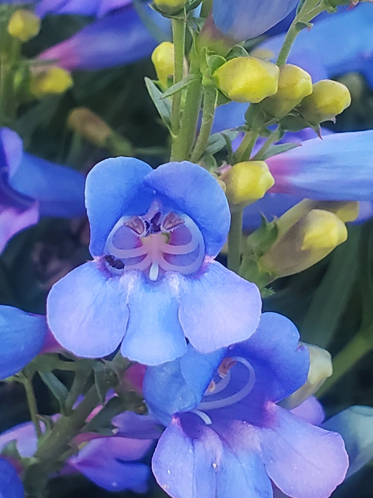 Penstemon heterophyllus - Blue Springs Foothill Penstemon Annie's Annuals Annie's Annuals and Perennials