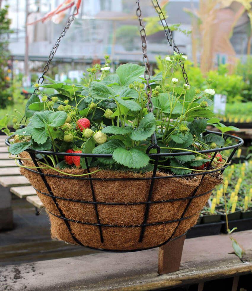 Fragaria x ananassa - Elan Strawberry – Annie's Annuals & Perennials