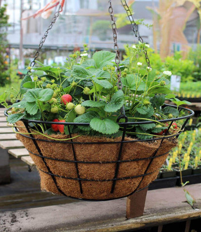 Fragaria x ananassa - Elan Strawberry Annie's Annuals Annie's Annuals and Perennials