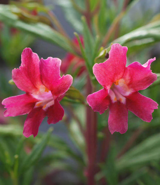 Mimulus x aurantiacus - Cherry Annie's Annuals Annie's Annuals and Perennials