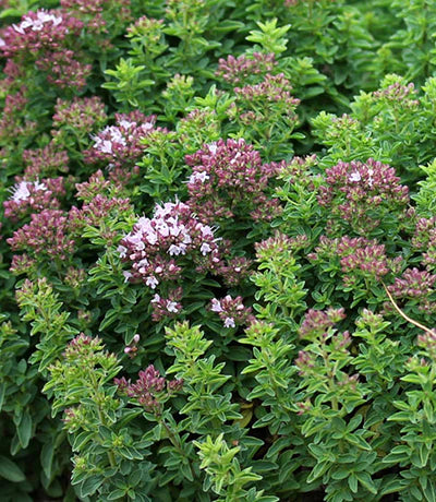 Origanum vulgare - Oregano 'Compacta Nana' Annie's Annuals Annie's Annuals and Perennials