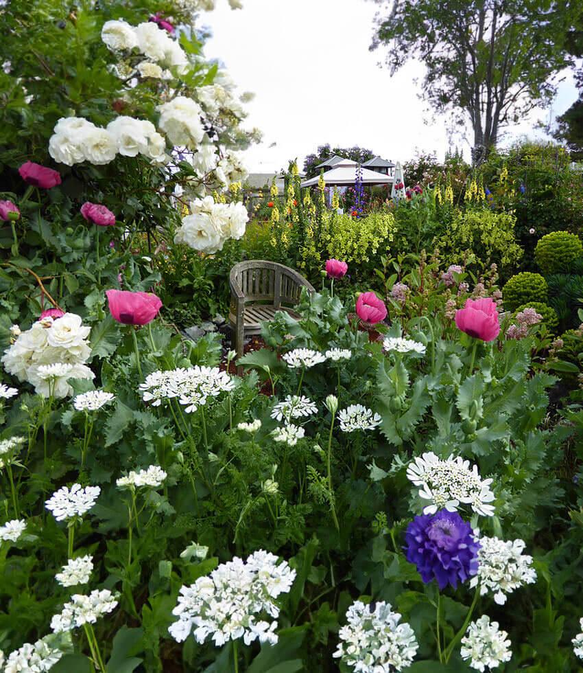 Papaver hybridum 'Cupcake' | Frilly Poppy Flower | Annie's Annuals