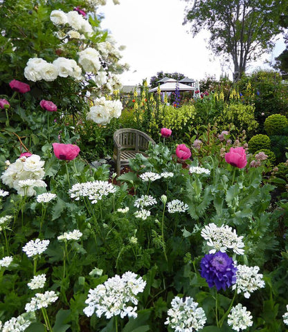 Papaver hybridum - Cupcake Annie's Annuals Annie's Annuals and Perennials
