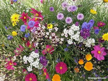 ‘Early Blooming Beekeeper’s Mix’ growing in a garden