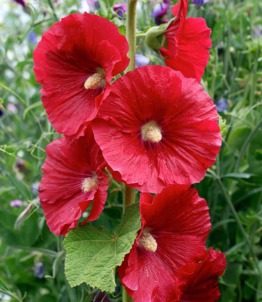 Hollyhock (Alcea Rosea) - Mars Magic – Annie's Annuals & Perennials
