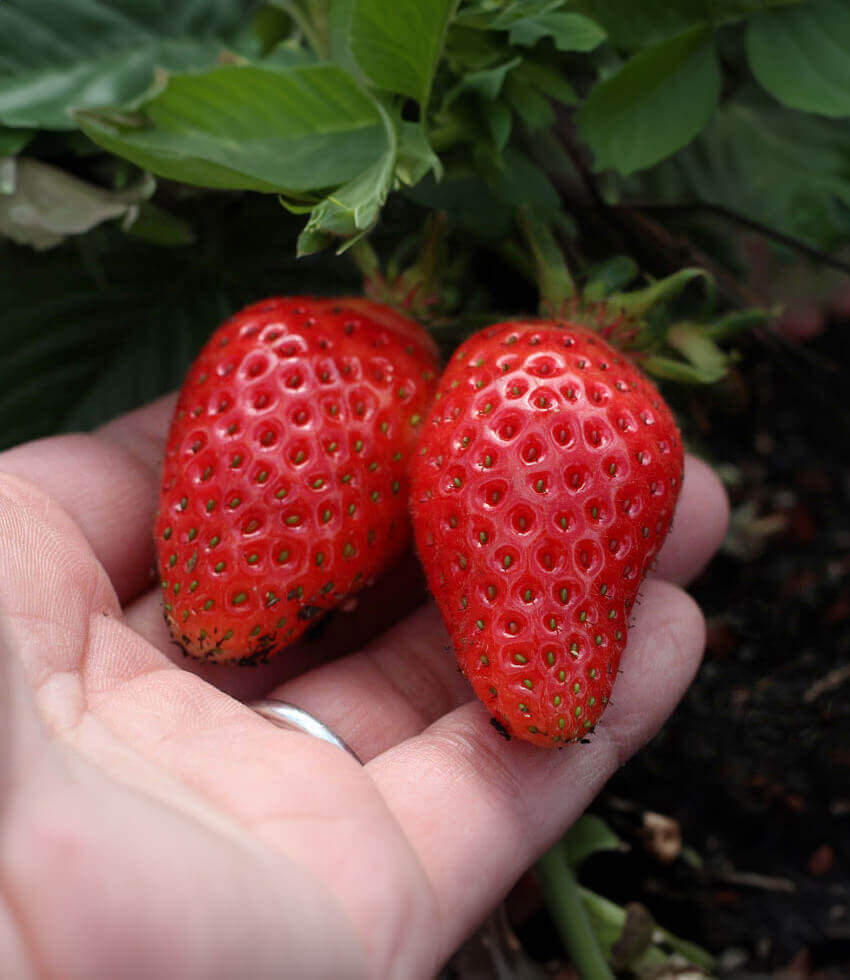 Fragaria x ananassa - Elan Strawberry Annie's Annuals Annie's Annuals and Perennials