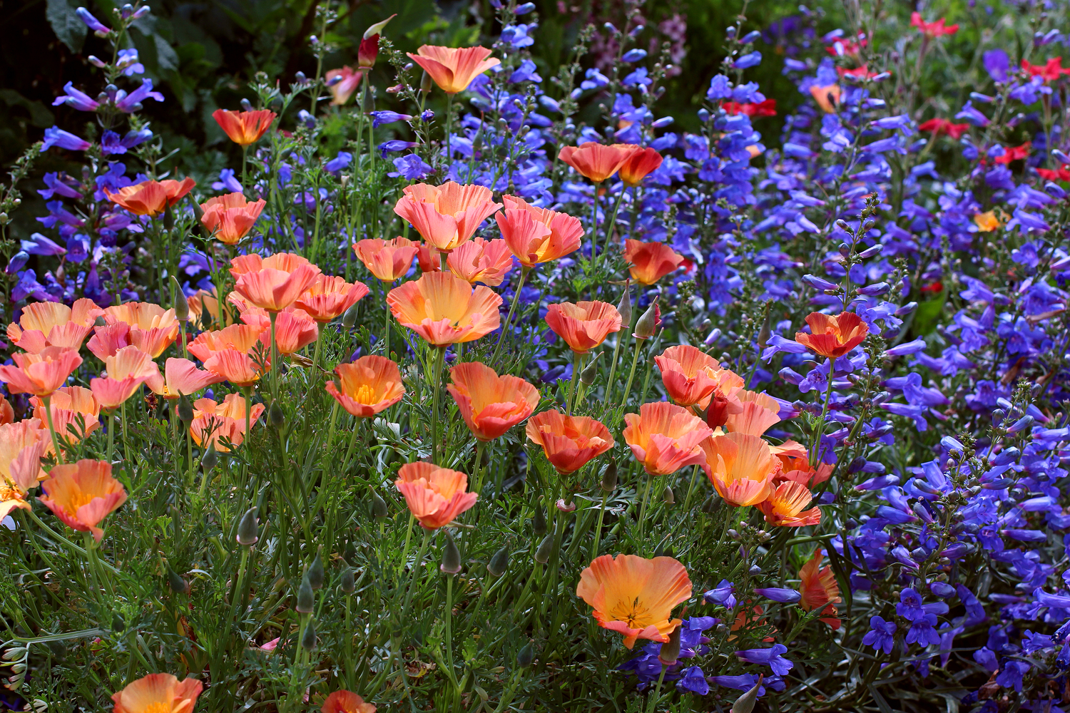 ANNIE'S ANNUALS HAS REBLOOMED!