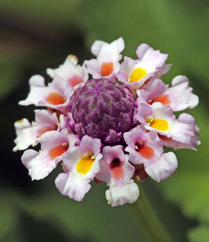 Lippia repens Annie's Annuals Annie's Annuals and Perennials