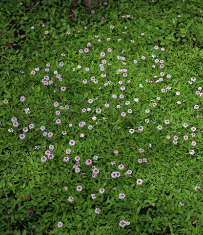 Lippia repens Annie's Annuals Annie's Annuals and Perennials