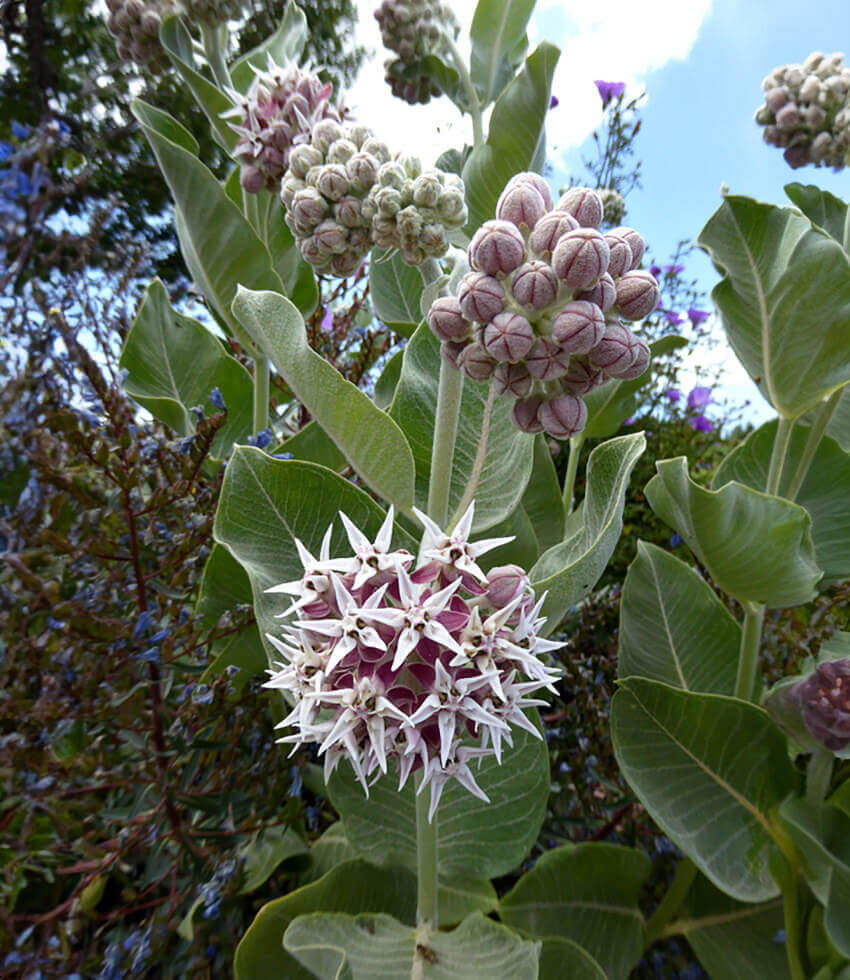 Asclepias speciosa - Davis Annie's Annuals Annie's Annuals and Perennials