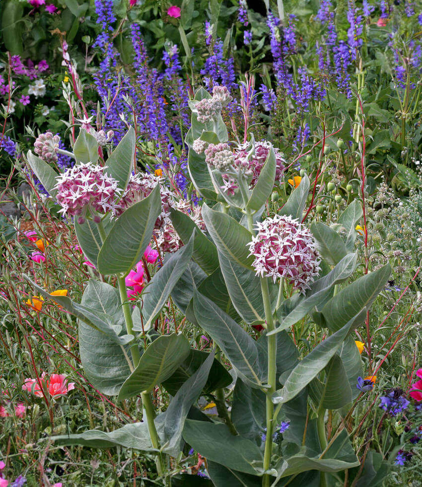 Asclepias speciosa - Davis Annie's Annuals Annie's Annuals and Perennials