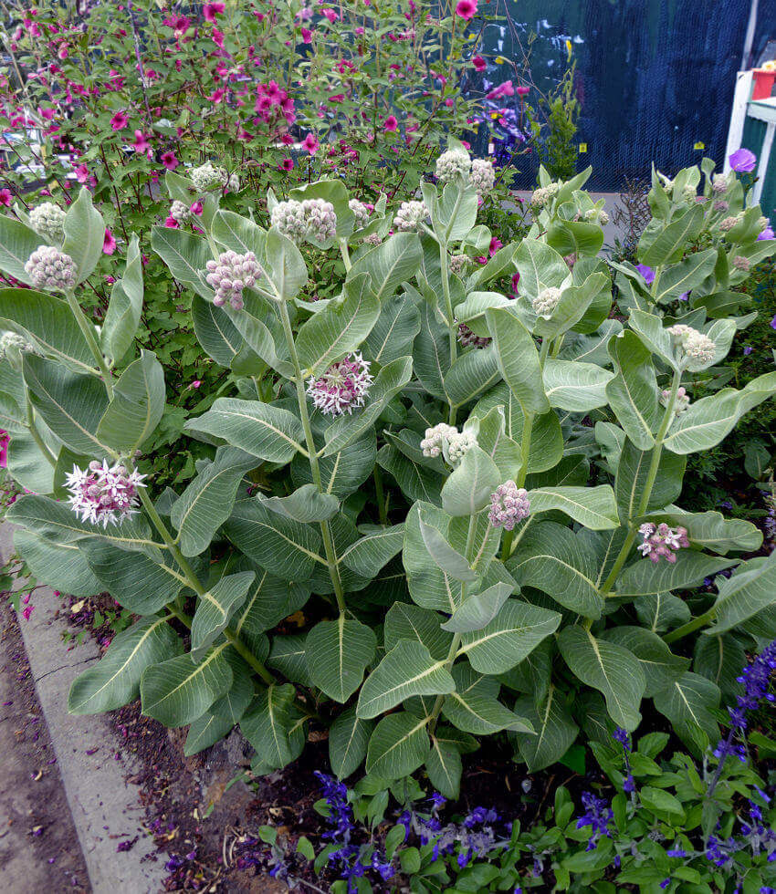 Asclepias speciosa - Davis Annie's Annuals Annie's Annuals and Perennials