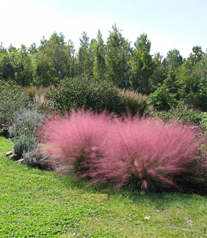 Muhlenbergia Capillaris Annie's Annuals Annie's Annuals and Perennials