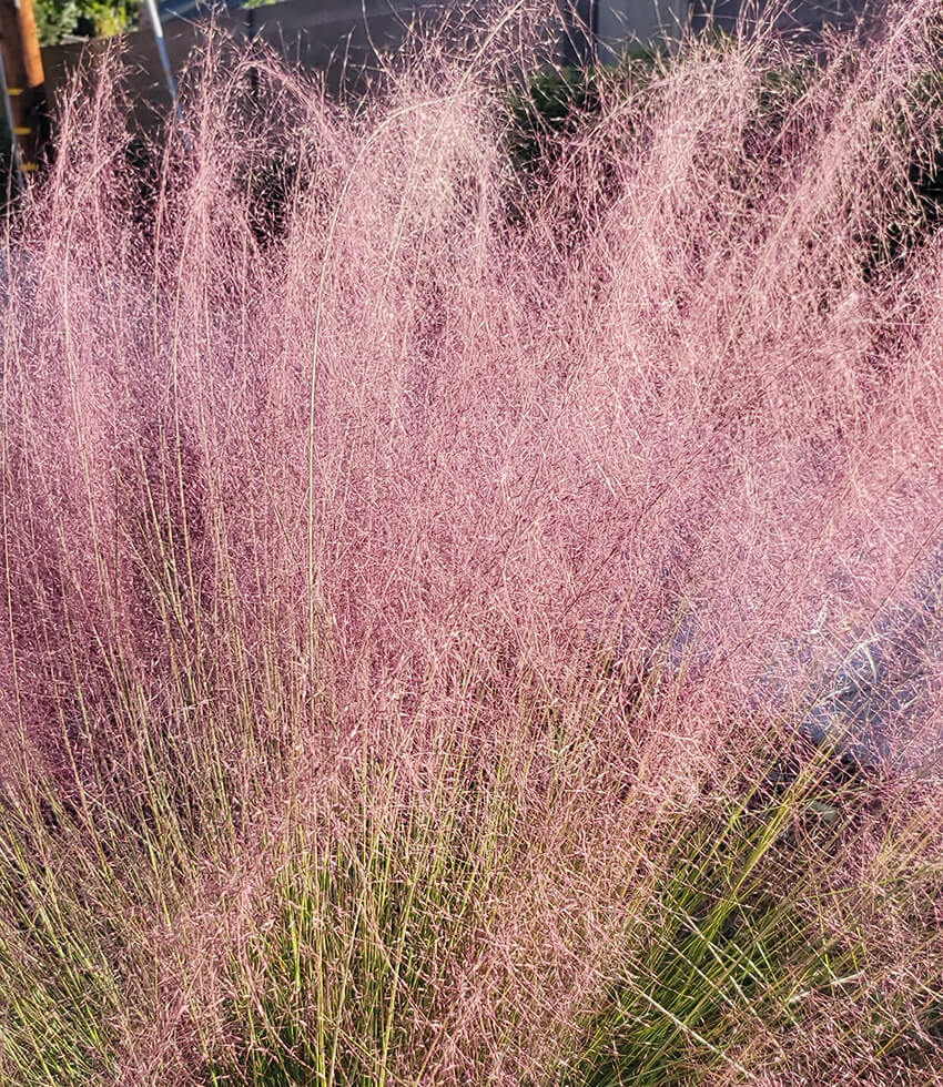 Muhlenbergia Capillaris Annie's Annuals Annie's Annuals and Perennials