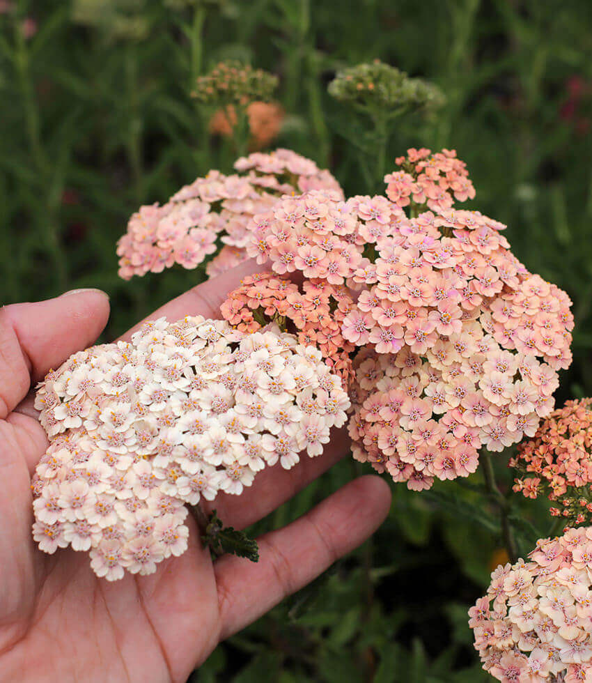 Achillea millefolium - Cameo Annie's Annuals Annie's Annuals and Perennials