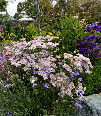 Achillea millefolium - Cameo Annie's Annuals Annie's Annuals and Perennials