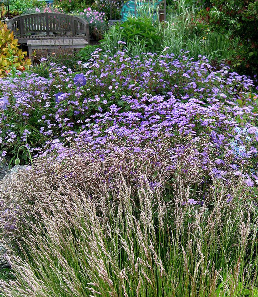 Geranium pyrenaicum - Bill Wallis Annie's Annuals Annie's Annuals and Perennials