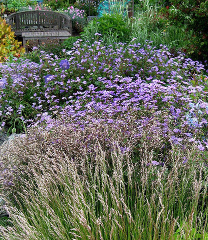 Geranium pyrenaicum - Bill Wallis Annie's Annuals Annie's Annuals and Perennials