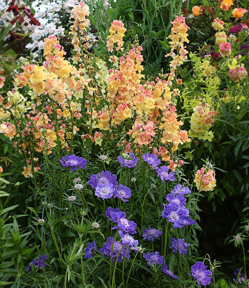 Antirrhinum Majus - Chantilly Peach Annie's Annuals Annie's Annuals and Perennials