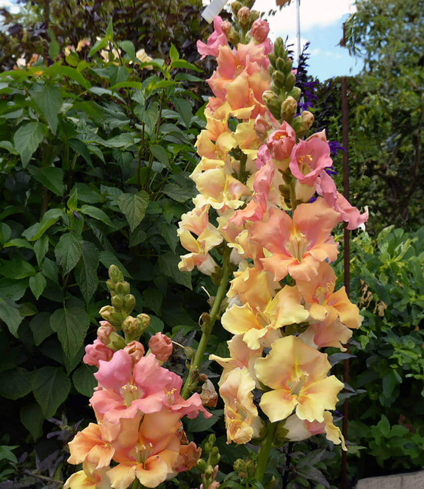 Antirrhinum Majus - Chantilly Peach Annie's Annuals Annie's Annuals and Perennials