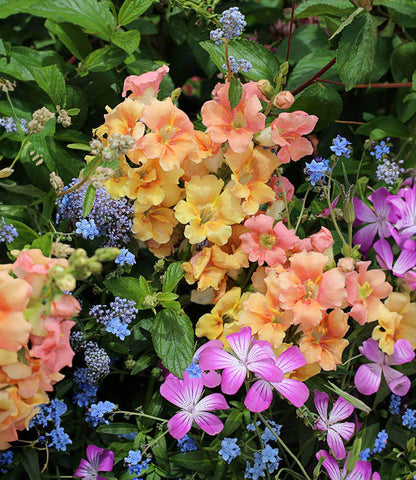 Antirrhinum Majus - Chantilly Peach Annie's Annuals Annie's Annuals and Perennials