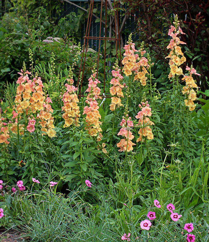 Antirrhinum Majus - Chantilly Peach Annie's Annuals Annie's Annuals and Perennials