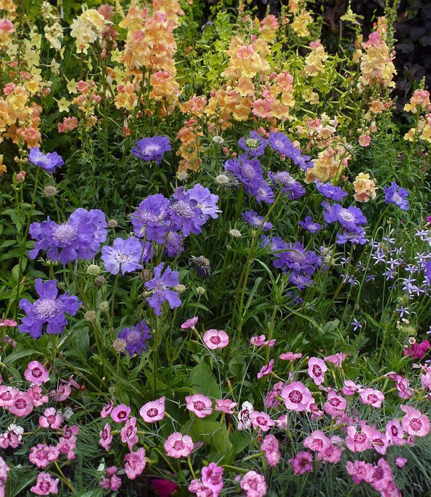 Scabiosa Caucasica - Fama Blue Annie's Annuals Annie's Annuals and Perennials