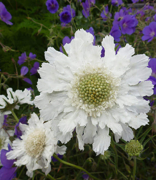 Scabiosa caucasica - Perfecta Alba Annie's Annuals Annie's Annuals and Perennials