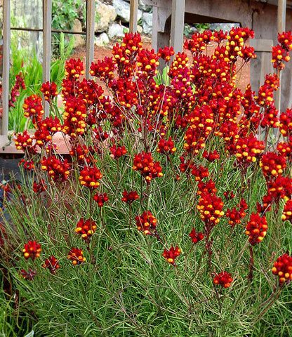 Linaria Reticulata - Flamenco Annie's Annuals Annie's Annuals and Perennials