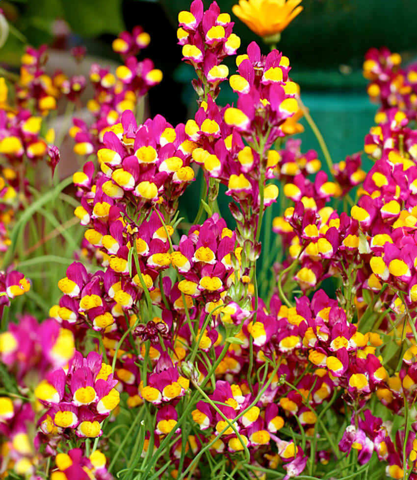 Linaria Reticulata - Flamenco Annie's Annuals Annie's Annuals and Perennials