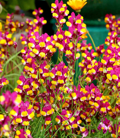 Linaria Reticulata - Flamenco Annie's Annuals Annie's Annuals and Perennials