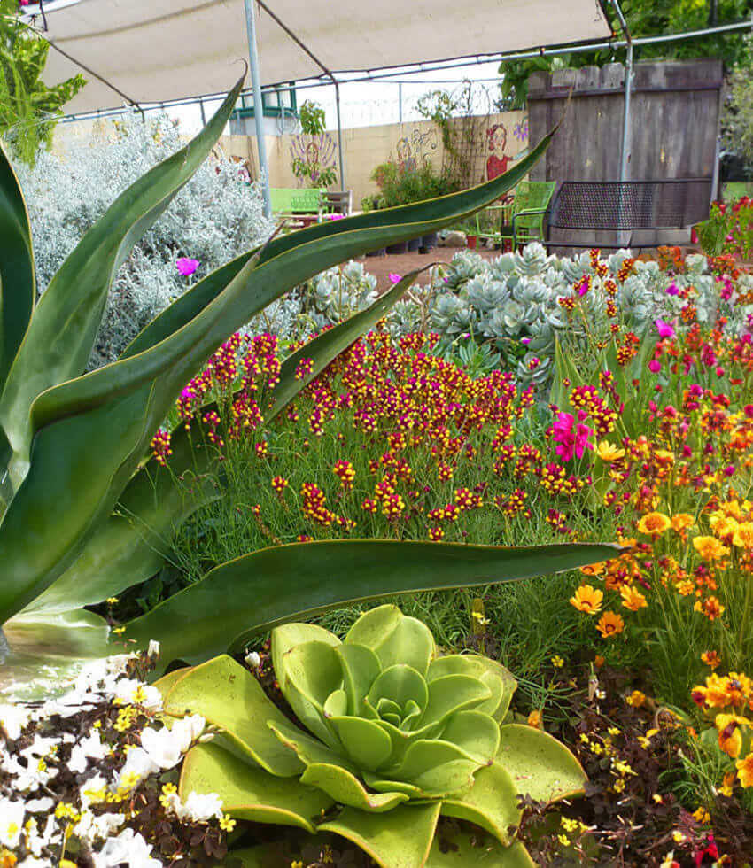 Linaria Reticulata - Flamenco Annie's Annuals Annie's Annuals and Perennials