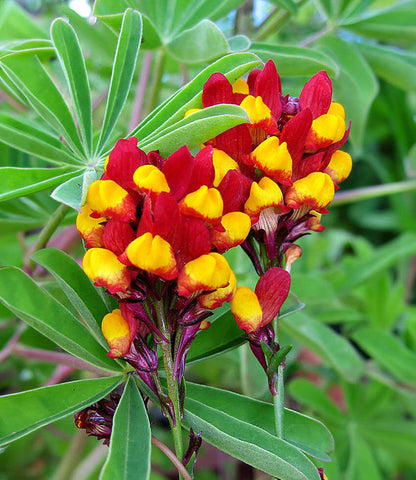 Linaria Reticulata - Flamenco Annie's Annuals Annie's Annuals and Perennials