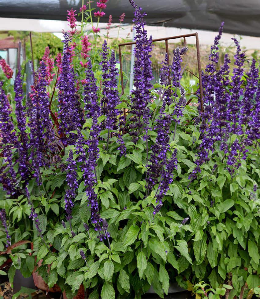 Salvia - Mystic Spires Annie's Annuals Annie's Annuals and Perennials