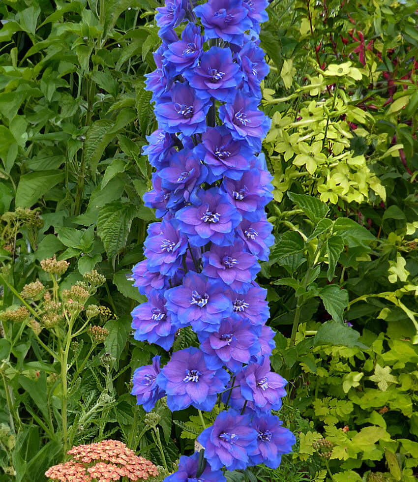 Delphinium elatum - Blue Lace Annie's Annuals Annie's Annuals and Perennials