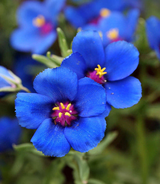 Anagallis Monellii Annie's Annuals Annie's Annuals and Perennials