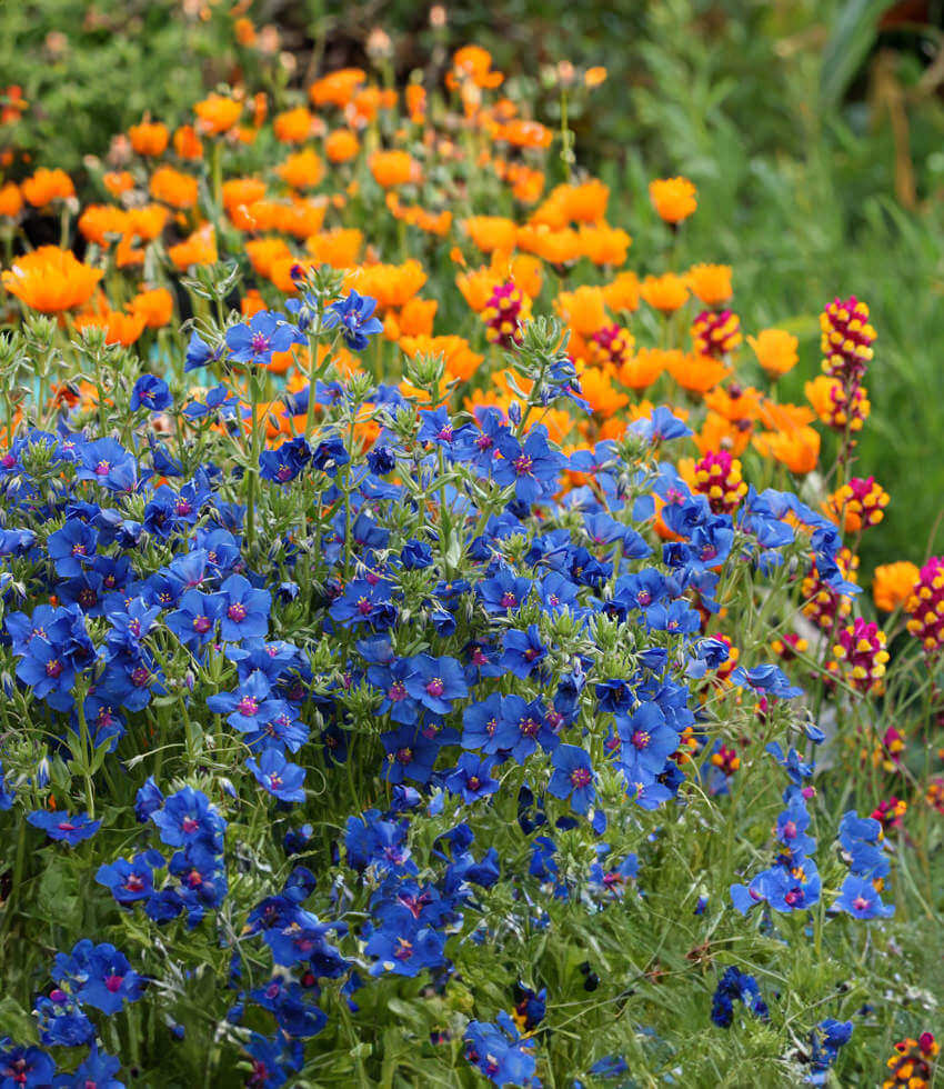 Anagallis Monellii Annie's Annuals Annie's Annuals and Perennials